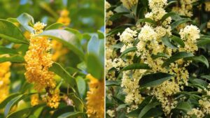 Nguoi Menh Nao Hop Trong Cay Moc Huong Nhat 235634