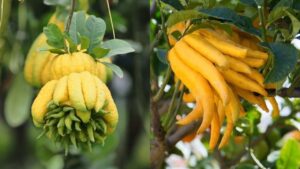 Nguoi Menh Nay Tet 2026 Nen Bay Cay Phat Thu Trong Nha Nam Moi Cau Gi Duoc Nay Tai Loc Vo Bien 23105