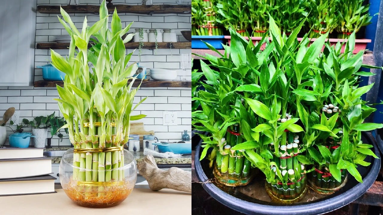 Nguoi Thuoc 2 Menh Nay Dat Cay Truc Phat Tai Len Ban Tho Cuoi Nam Cai Van Sang Nam Lam An Thuan Loi