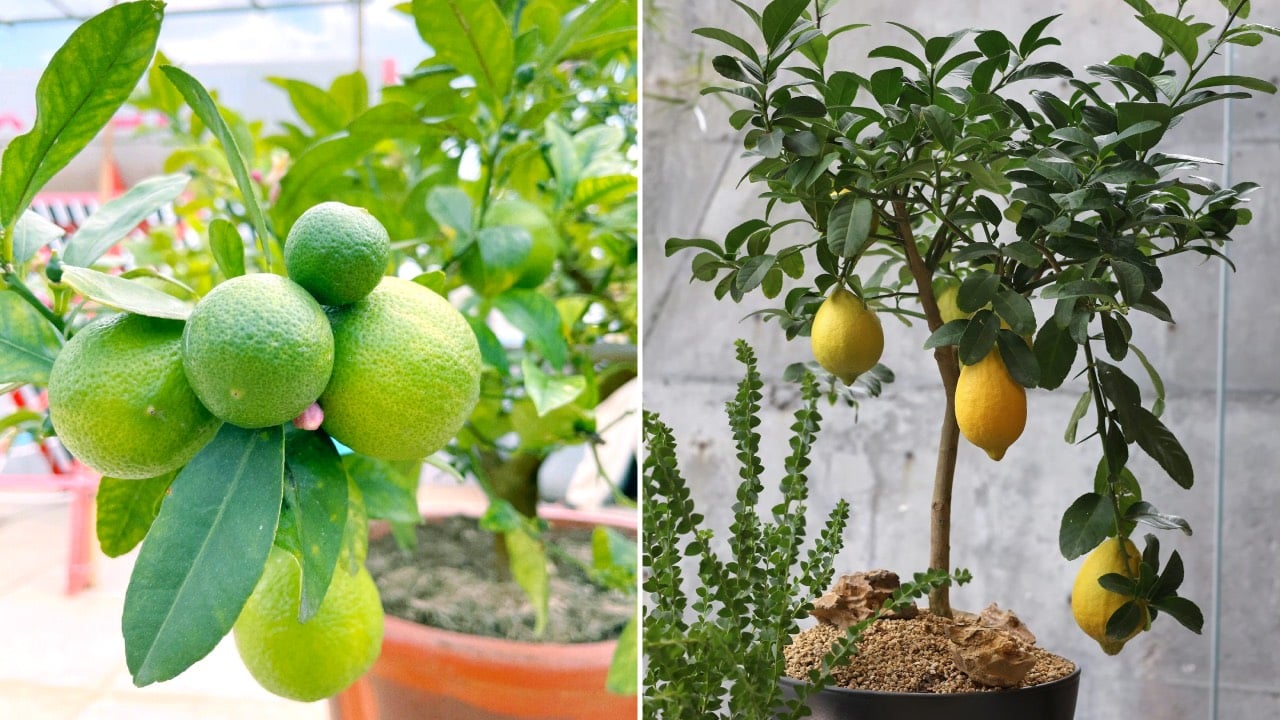 Nguoi Thuoc 2 Menh Nay Trong Cay Chanh La Dai Cat Dai Loi Hut Tien Tai Cuc Manh 171249