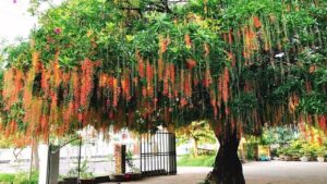 Nguoi Thuoc 2 Menh Nay Trong Cay Loc Vung La Co Loc Gia Dao Hung Thinh 235820