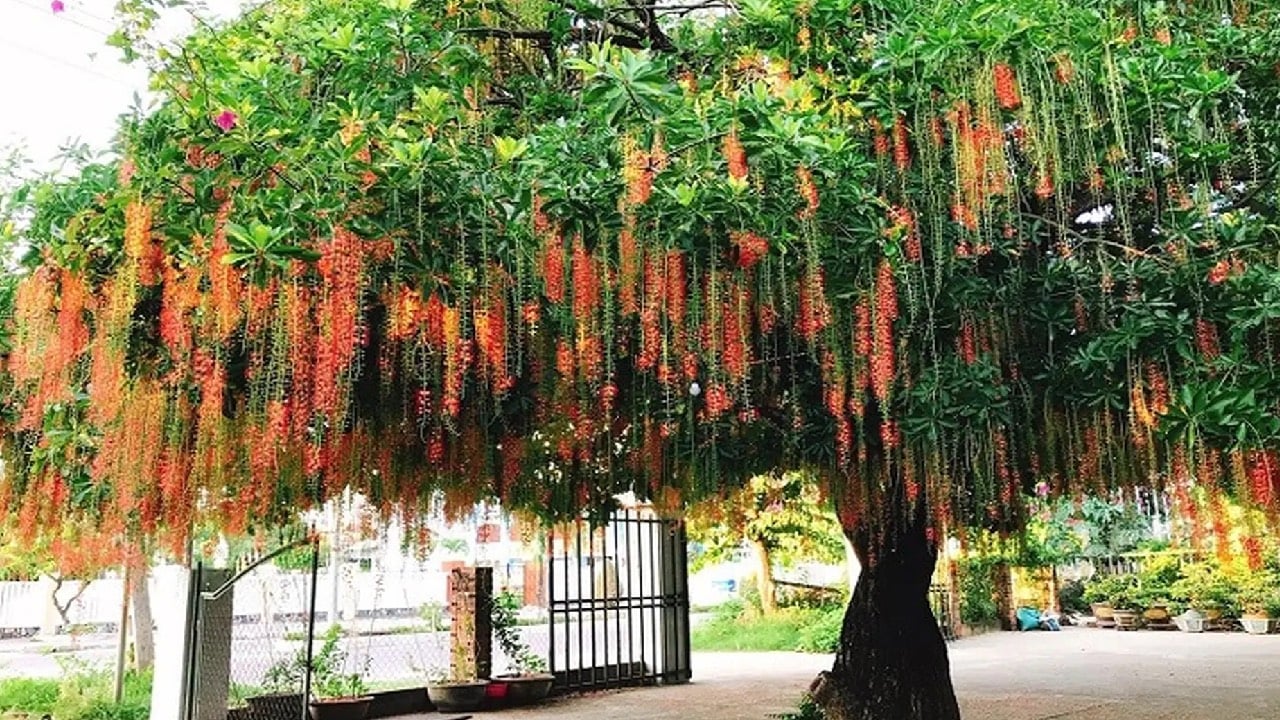 Nguoi Thuoc 2 Menh Nay Trong Cay Loc Vung La Co Loc Gia Dao Hung Thinh 235820