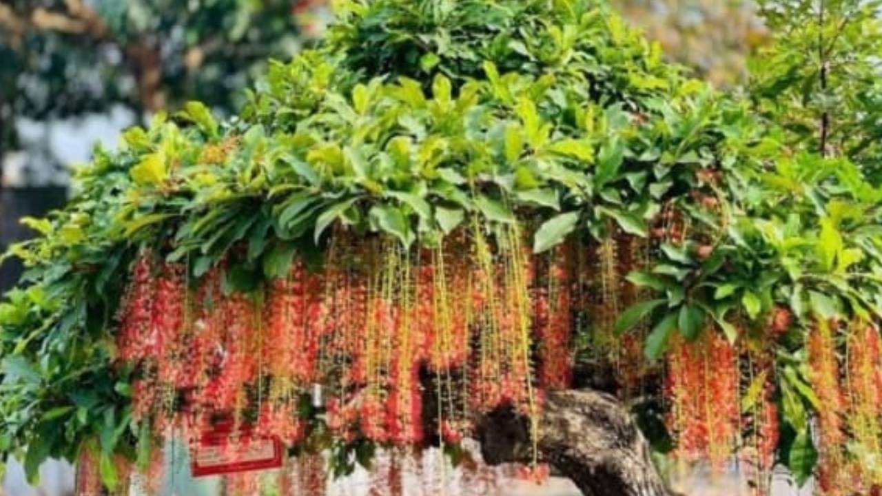 Nguoi Thuoc 2 Menh Nay Trong Cay Loc Vung Nhu Chon Vang Trong San Cang Xanh Tuoi Cang Phu Quy Vuong