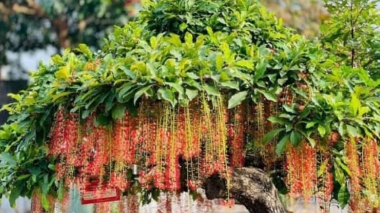 Nguoi Thuoc 2 Menh Nay Trong Cay Loc Vung Trong San Cay Cang Xanh Cang Mang Lai Dai Phu Dai Quy 1410