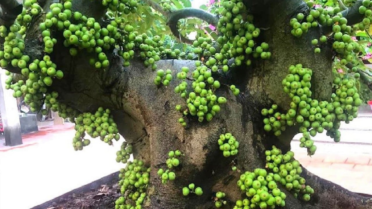 Nguoi Thuoc 2 Menh Nay Trong Cay Sung Tai Loc Un Un Keo Den Quanh Nam No Du 171909