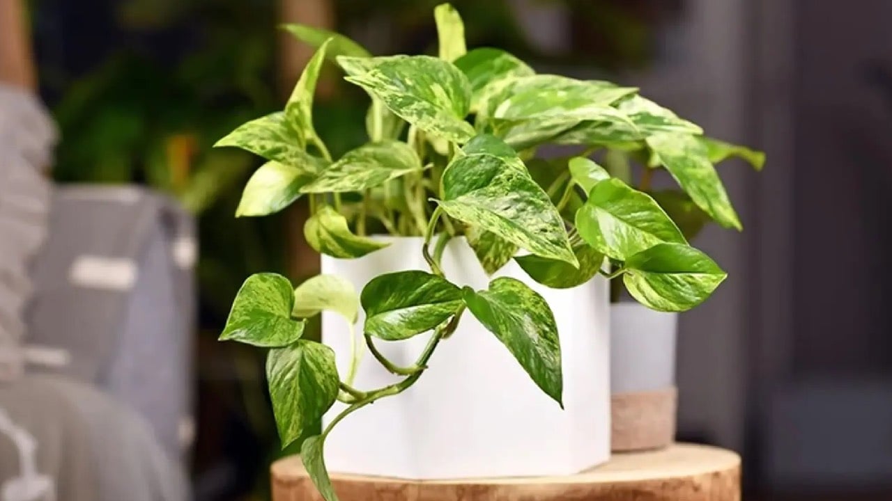 Nguoi Thuoc 2 Menh Nay Trong Cay Trau Ba Giup Doi Van Loc Den Ao Ao 234924