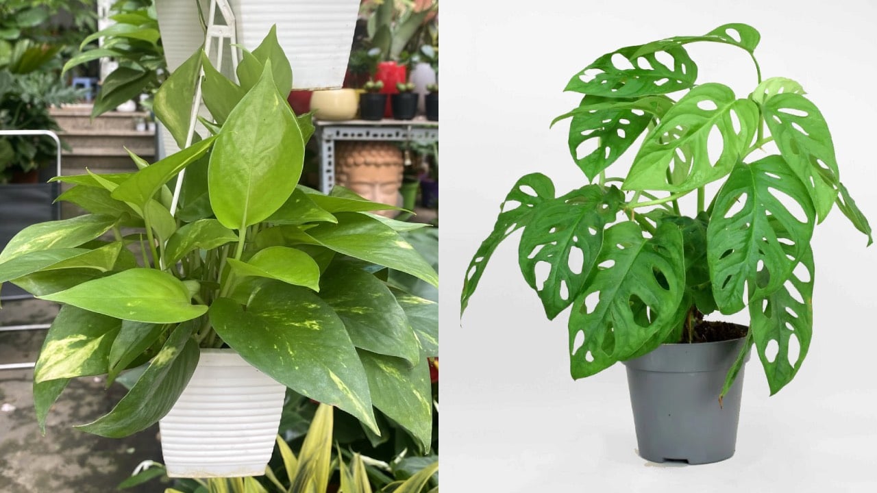 Nguoi Thuoc 3 Menh Nay Trong Cay Trau Ba La Ho Moc Them Canh Ganh Loc Vao Nha 001255