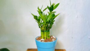 Nguoi Thuoc 3 Tuoi Nay Trong Cay Truc Phat Tai Mang Den Van May Tai Loc Cai Thien Phong Thuy 224119