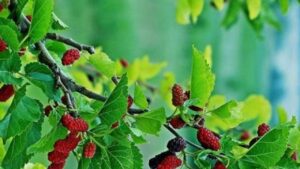 Nguoi Xua Canh Bao 3 Loai Cay Tuyet Doi Khong Trong Truoc Cua Nha Keo Ruoc Hoa Tien Bac Tieu Tan 095