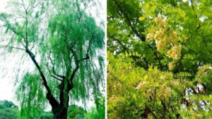 Nguoi Xua Dan 5 Loai Cay Am Tinh Khong Nen Trong Trong San Nha Tranh Ruoc Hoa 170216