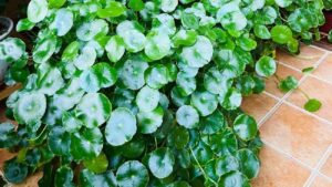 Nguoi Xua Day Dat 3 Thu Trong Nha La Goi Tien Cua Vao Cua Gia Chu An Nen Lam Ra 230005