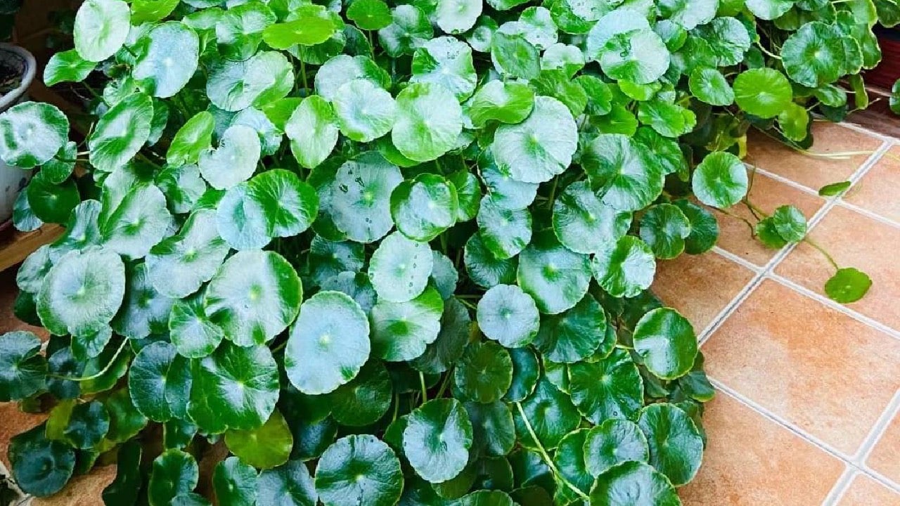 Nguoi Xua Day Dat 3 Thu Trong Nha La Goi Tien Cua Vao Cua Gia Chu An Nen Lam Ra 230005