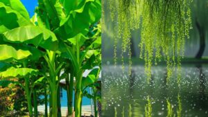 Nguoi Xua Noi 3 Cay Nay Trong Truoc Nha Thi Hao Tai Chuyen Ra Dung Vi Tri Nay Thi Lai Giup Giu Cua C