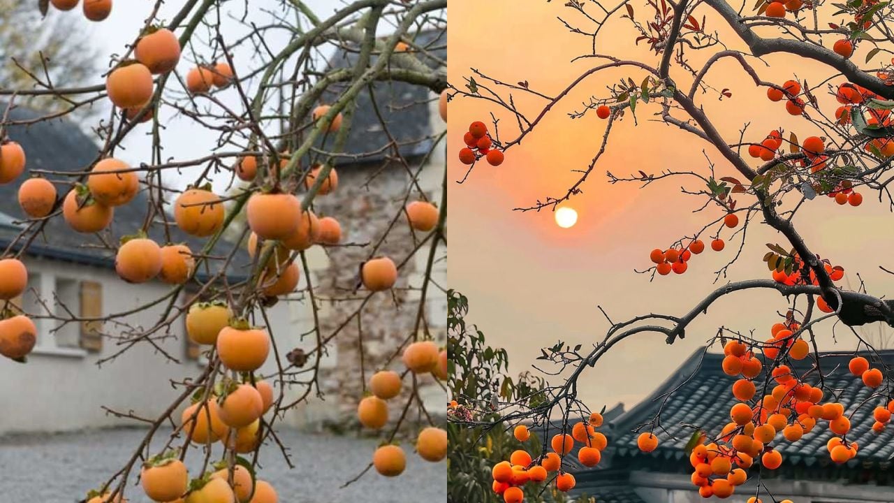 Nguoi Xua Noi Trong San Trong 3 Cay Vua Cho Qua Ngon Canh Dep Nhu Vang Nhu Bac Vua Ruoc Phuc Loc Vao