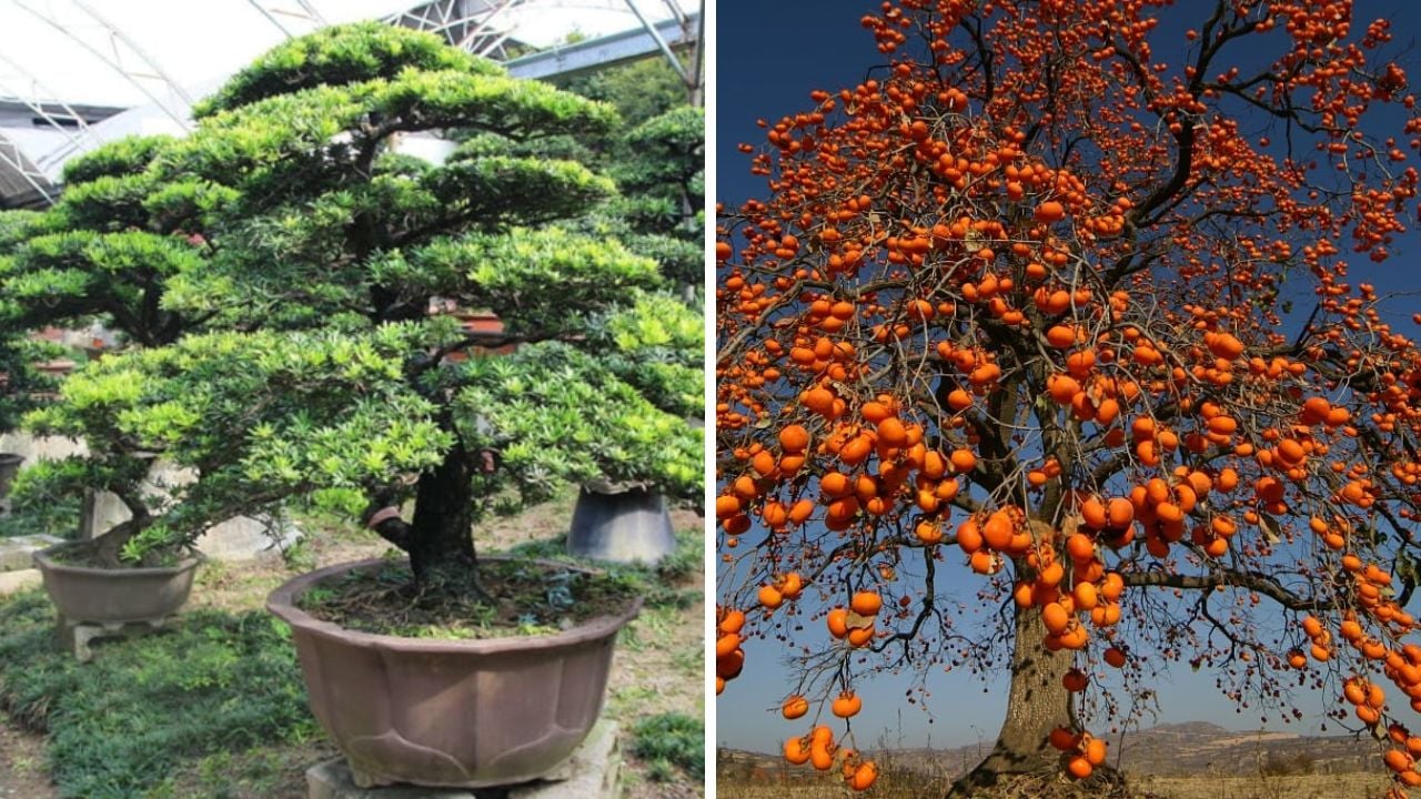 Nguoi Xua Truyen Lai Ong Ba Trong 4 Cay Canh Nay Truoc Nha Con Chau Huong Phuc Khi 3 Doi 105930