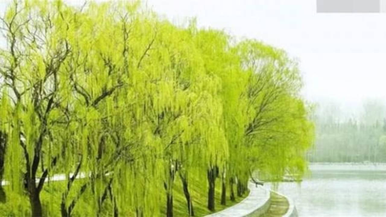 Nha Co Cay Thanh Long Nghia La Gi Bi An Tuc Ngu Ve Tai Loc Va Giau Co 140842