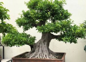 Nha Trong 3 Loai Cay Canh Nay De Kich Hoat Van Khi Tot Hut Day Tai Loc Phu Quy 132644