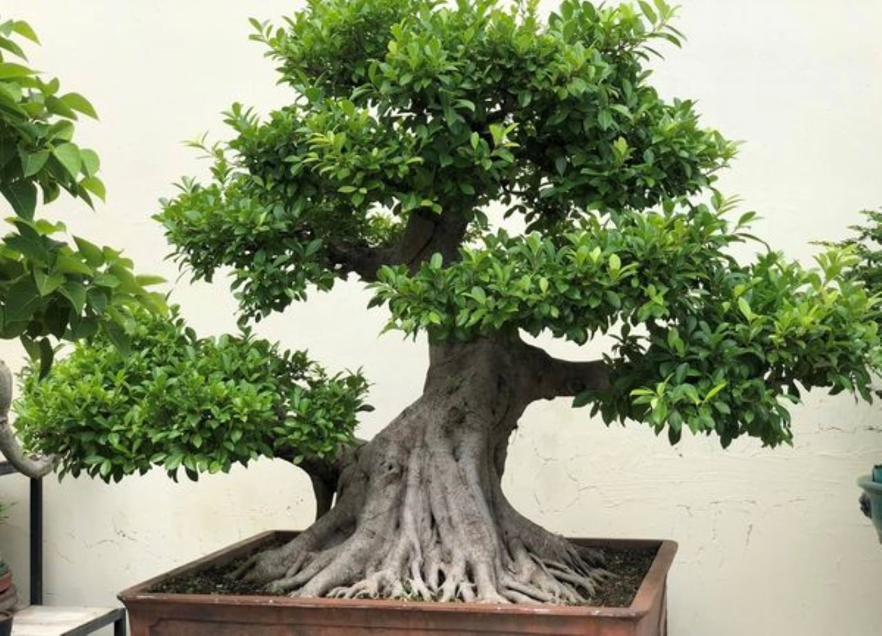 Nha Trong 3 Loai Cay Canh Nay De Kich Hoat Van Khi Tot Hut Day Tai Loc Phu Quy 132644