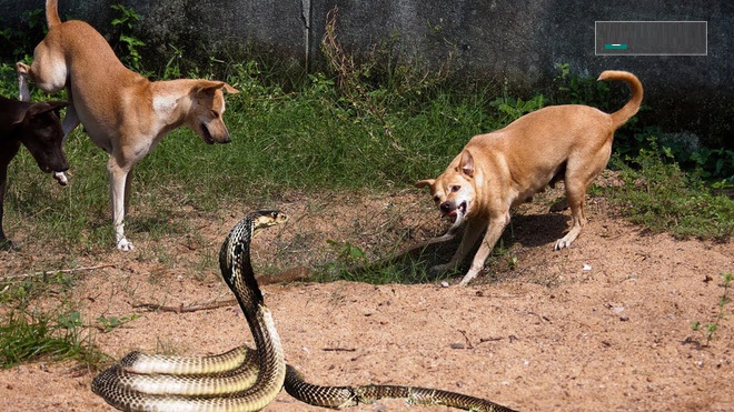 Nhung Loai Vat La Khac Tinh Cua Ran Nuoi Trong Nha Ran So Tranh Xa 113339