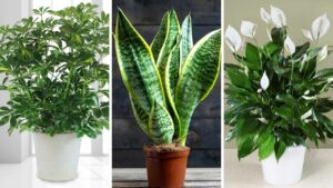 O Nhiem Khong Khi O Nguong Tim Doc Hai Trong Ngay 6 Loai Cay Xanh Giup Loc Sach Khong Khi Bui Min 16