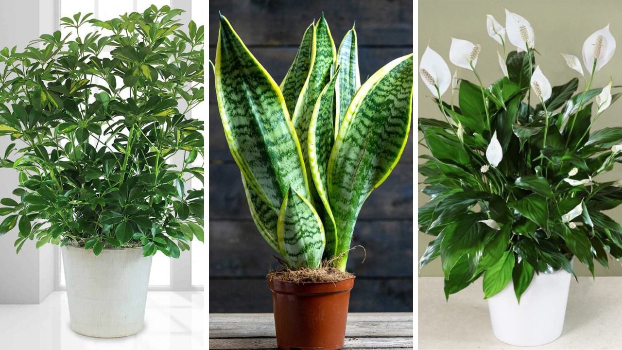 O Nhiem Khong Khi O Nguong Tim Doc Hai Trong Ngay 6 Loai Cay Xanh Giup Loc Sach Khong Khi Bui Min 16