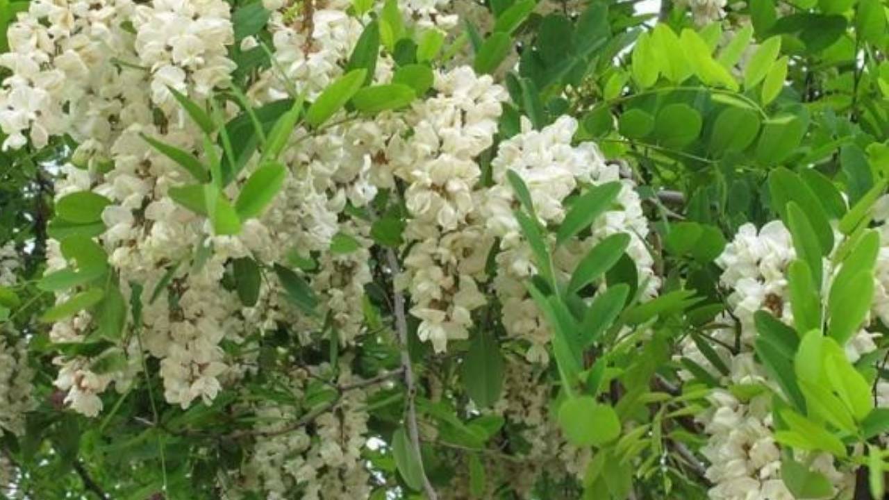 Phong Thuy Nha O 3 Loai Cay Nhu Ket Sat Giu Loc Chat Di La Mat Het Tai Loc 130653