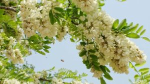 San Nha Co 3 Cay Nay Gia Chu Phai Giu Cho Tot Chat Di La Mat Loc 235838