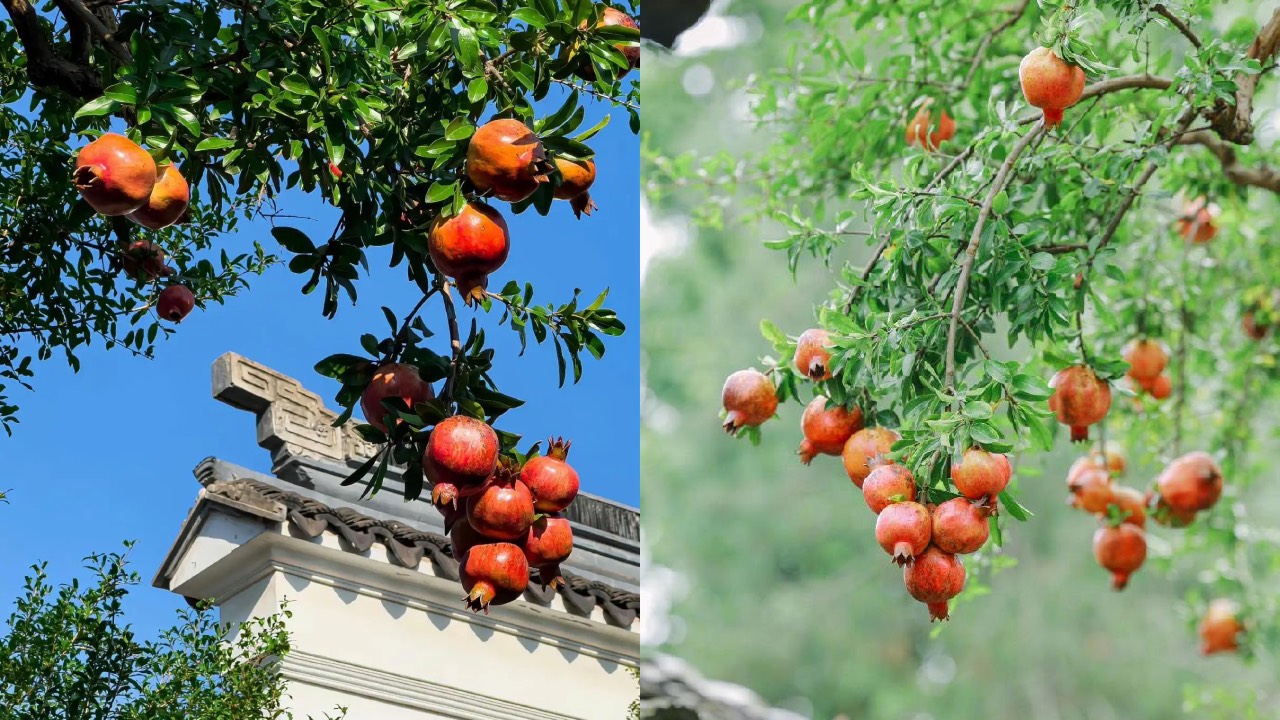 San Nha Trong 5 Cay Nay Gia Chu Dac Tai Dac Loc Quanh Nam Chang Lo Ngheo Kho 215639