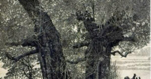 Tao Tac Di San Nghin Nam Thay Giao My Thuat Gianh Giai 75 Trieu Dong 3796