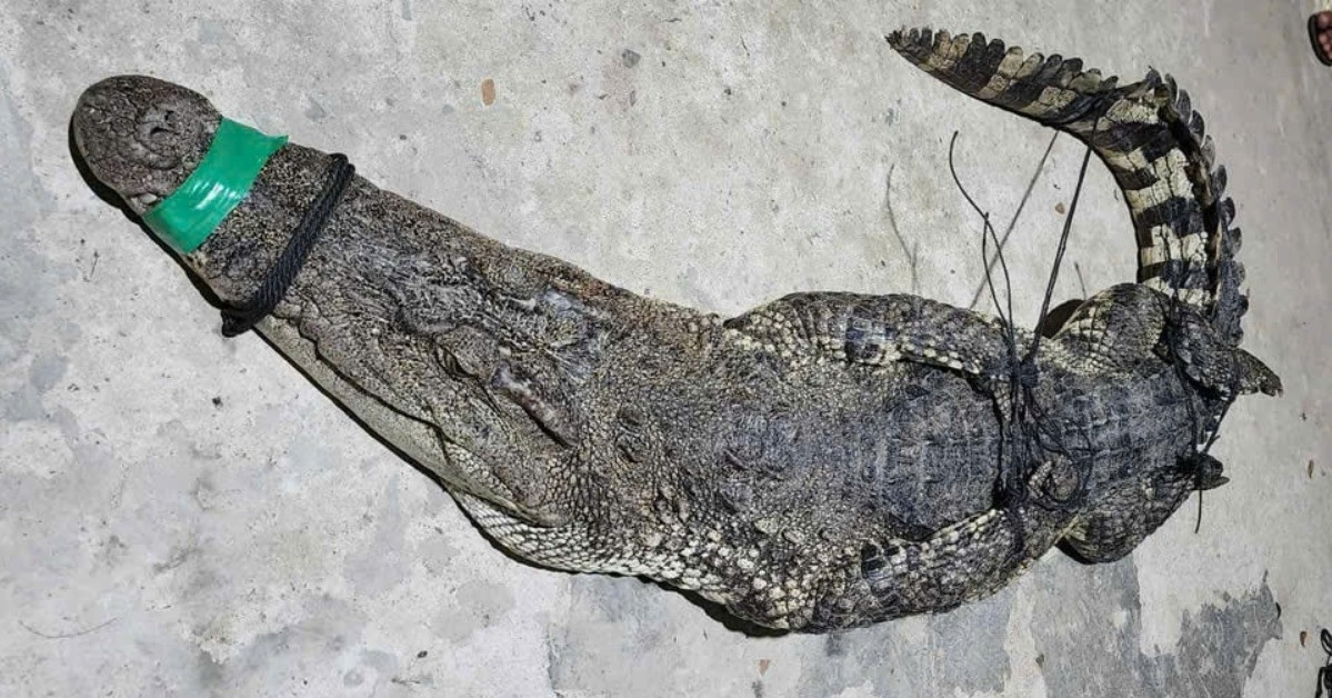 Thay Luoi Rung Du Nguoi Dan Ong Hoang Hot Phat Hien Ca Sau Quay Ben Trong 1411