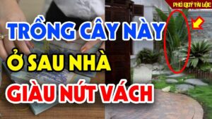 To Tien Dan 5 Cay Truoc Nha Ngheo May Cung Cho Dai Chat Bo Mat Loc Mat Tien 120318