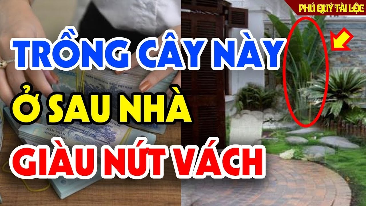 To Tien Dan 5 Cay Truoc Nha Ngheo May Cung Cho Dai Chat Bo Mat Loc Mat Tien 120318