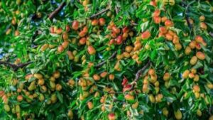 To Tien Dan Khong Chat 2 Cay Nay Rui Ro Tranh Xa Doi Ngheo Khong Ghe Tham 153219