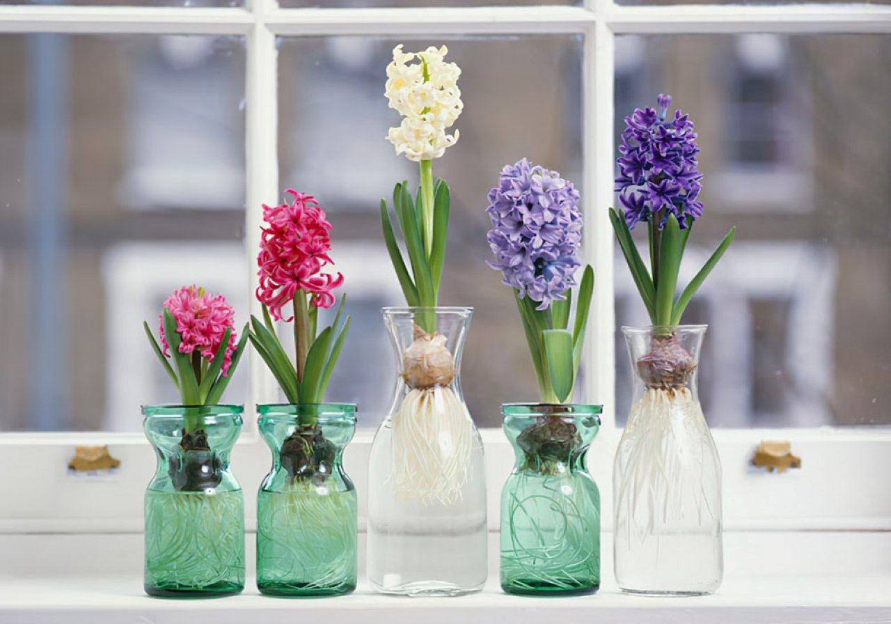 Top 3 Loai Hoa Pha Vo Phong Thuy Khong Nen Dat Trong Nha Chung Chi Mang Xui Xeo Den Nha 190129