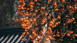 Top 5 Loai Cay Trong San Vuon Hop Phong Thuy Giup Gia Chu Hut Tai Loc Vuong Khi 145958