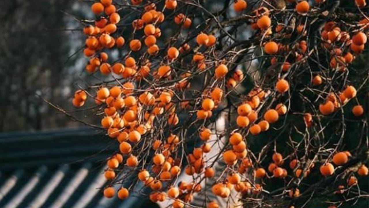 Top 5 Loai Cay Trong San Vuon Hop Phong Thuy Giup Gia Chu Hut Tai Loc Vuong Khi 145958