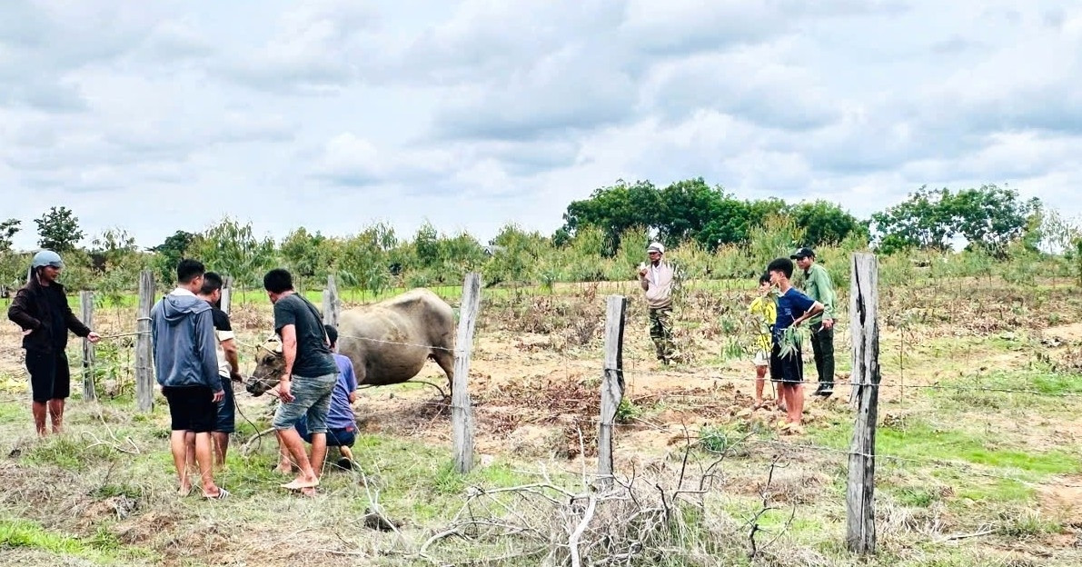 trau hung du tan cong 4 nguoi dan phai nhap vien 2116