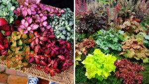 Trong Cay Canh Hut Loc Trong Nha Dung Chi Chon Trau Ba 4 Cay La Mau Ruc Ro Nay Con Tot Hon Nhieu 104