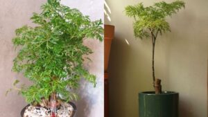 Trong Cay Dinh Lang Truoc Nha Tran Trach An Gia Dac Biet Nguoi Tuoi Nay Menh Nay Don Tai Loc Giau Nu