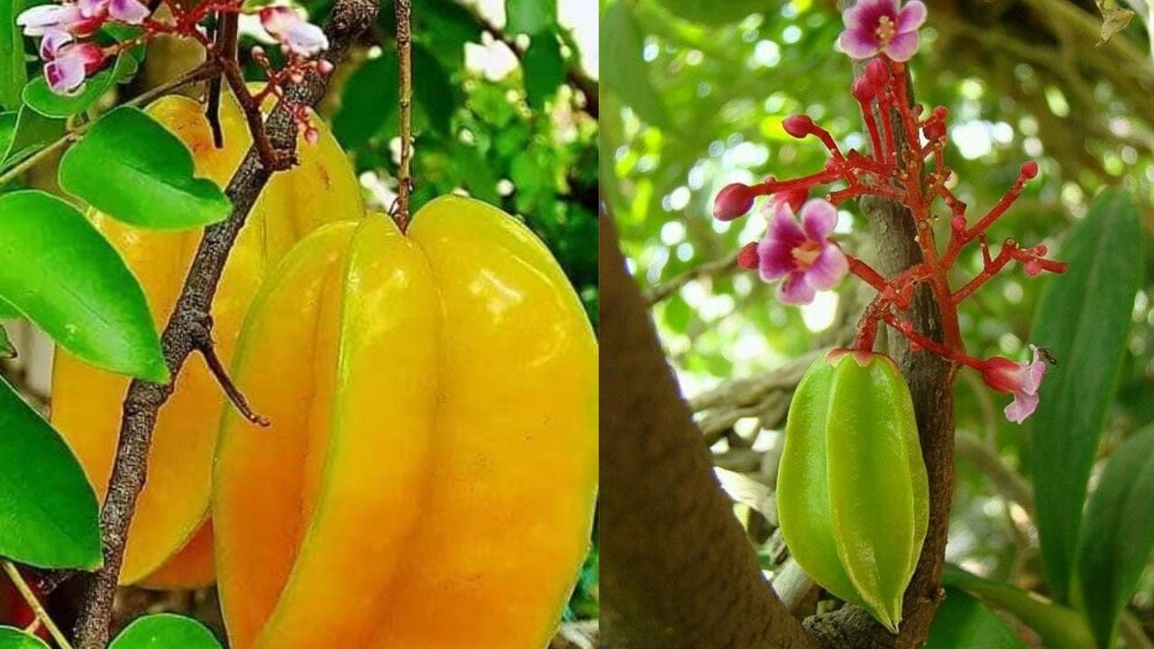 Trong Cay Khe Truoc Nha Chieu Tai Hut Loc Dac Biet 2 Menh Nay Nhung Hay Chu Y De Khong Pham Ky 20335