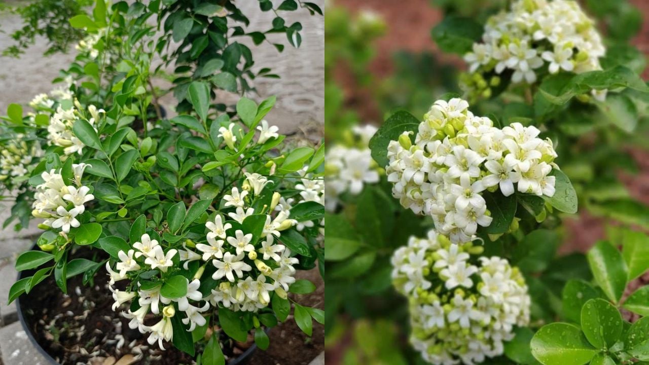 Trong Cay Nguyet Que Truoc Nha Rat Tot Ve Phong Thuy Nhung Phai Chu Y Tranh Dieu Pham Ky Nay 133018