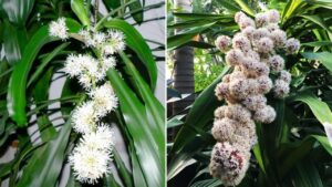 Trong Cay Thiet Moc Lan Thu Hut Tai Loc Nhung Dai Ky Voi 2 Menh Nay 225503