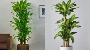 Trong Cay Thiet Moc Lan Trong Nha Phai Biet Dieu Nay Keo Tai Loc Chua Toi Da Thay Hoa Theo Sau 21531