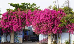 trong hoa giay o vi tri nay hut phong thuy cuoi nam gia chu phat tai giau 084905