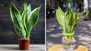 Trong Luoi Ho Trong Nha Cuc Ky Hut Loc Nhung Ky Voi 2 Menh Nay 231608