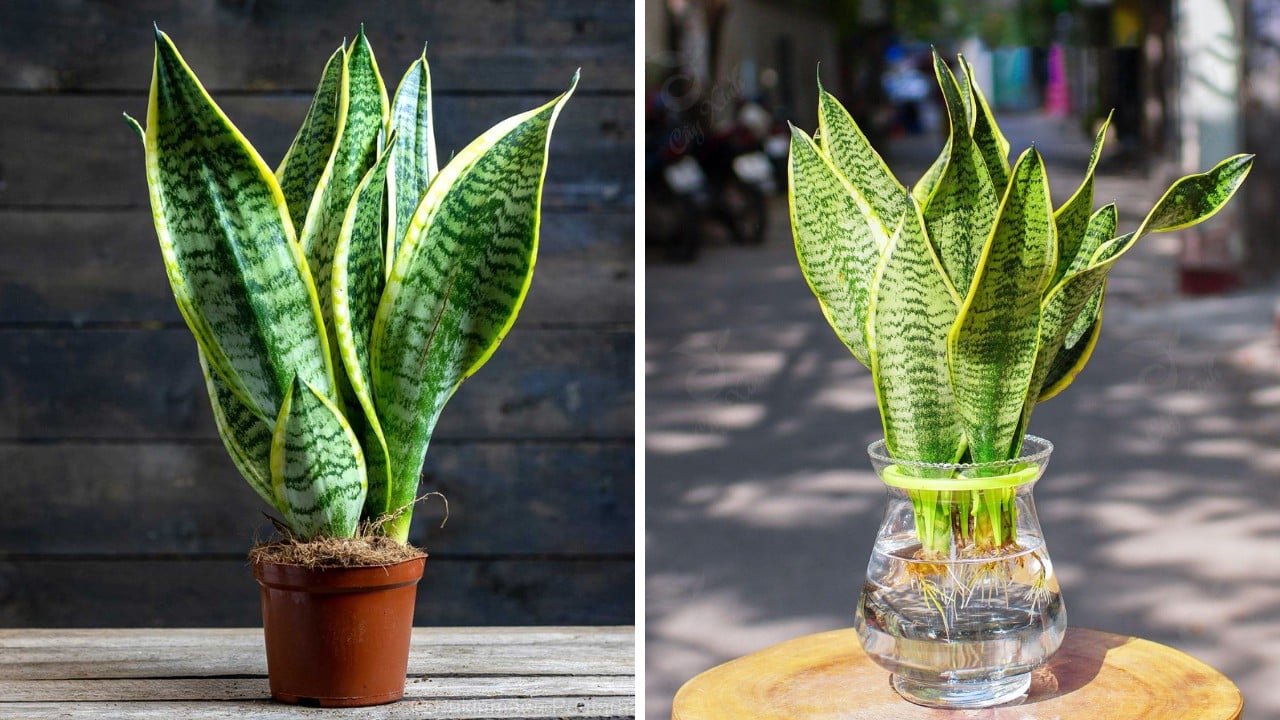 Trong Luoi Ho Trong Nha Cuc Ky Hut Loc Nhung Ky Voi 2 Menh Nay 231608