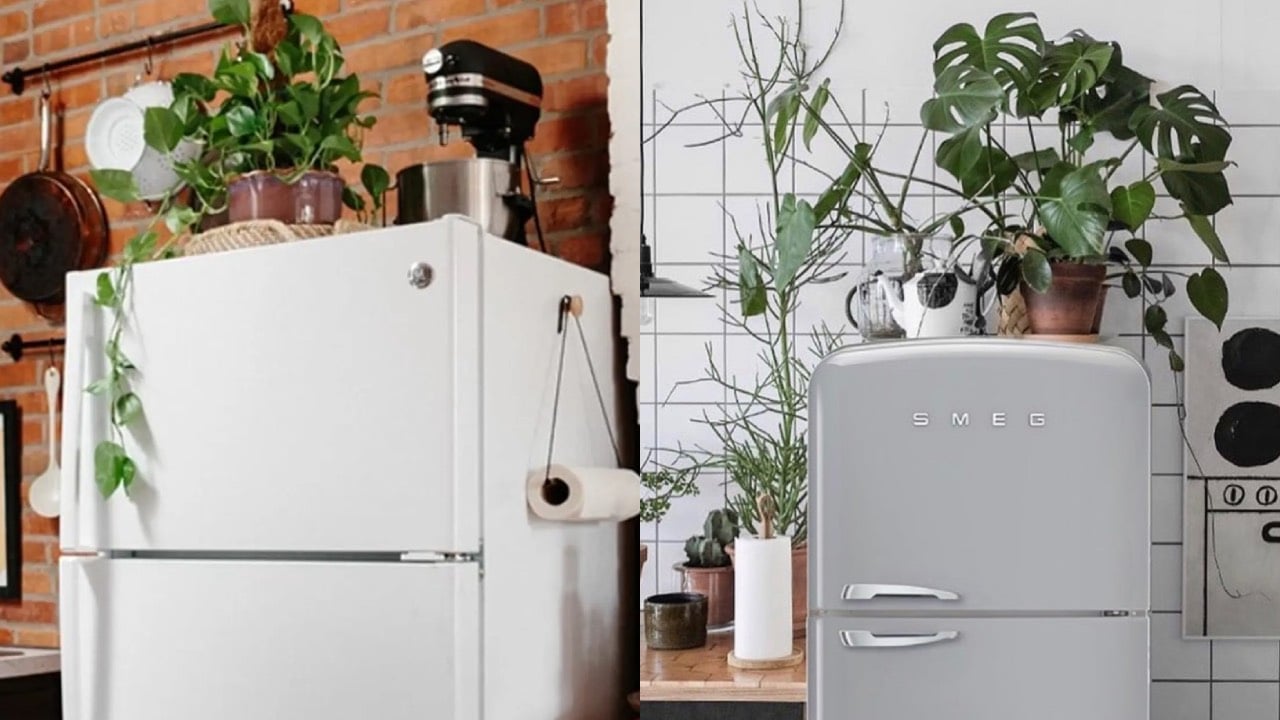 Trong Nha Co 5 Vi Tri Khong Nen Dat Cay Xanh 234341