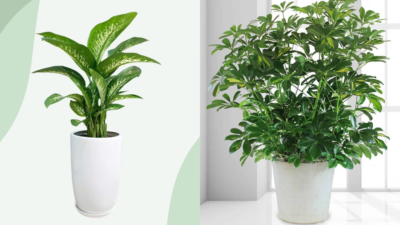 Trong Nha Dat 3 Loai Cay Nay Tai Loc Do Ve Ao Ao Gia Chu Lam Dau Thang Do 204016