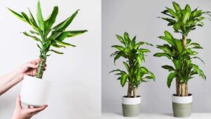 Trong Thiet Moc Lan Hut Loc Nhung Ky Voi Nguoi Thuoc Menh Nay 230440