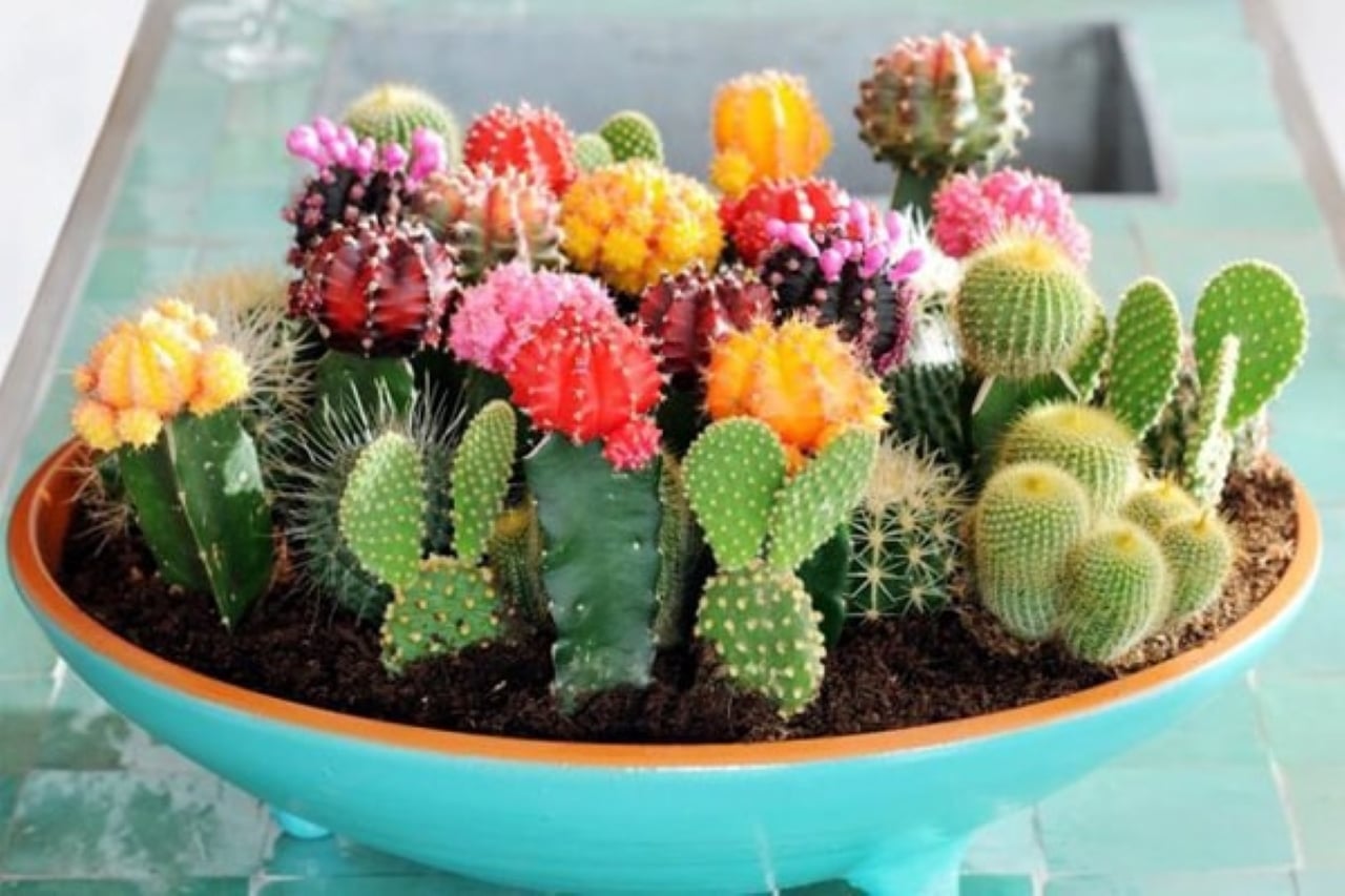 Trung Cay Canh Phong Thuy Chuan Tung Vi Tri Trong Nha De Mang Lai Hieu Qua Nhu Y 165840